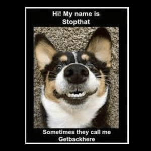 TIGC The Inappropriate Gift Co I'm an arsehole and ran away dog tag