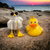 Ducky Duo FU