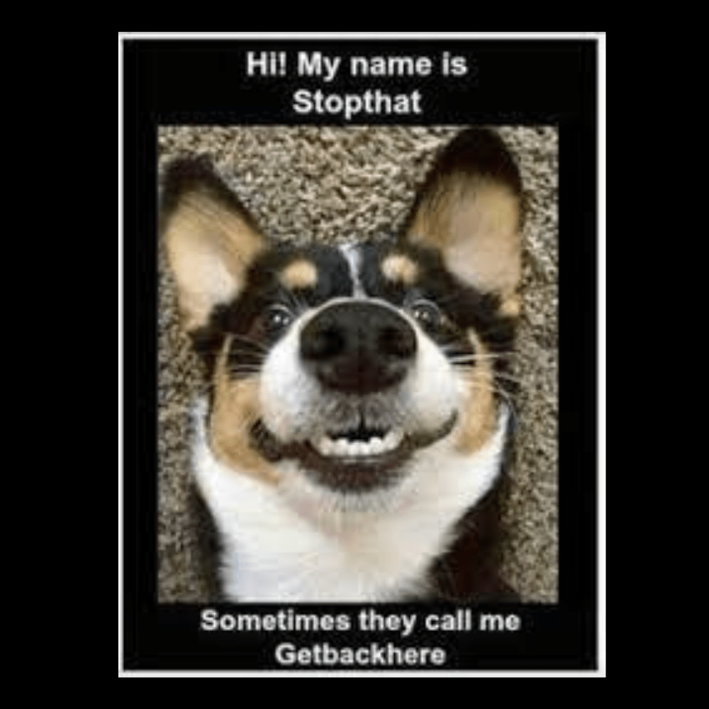TIGC The Inappropriate Gift Co I got lost prowlin' for bitches. Have your people call my people dog tag