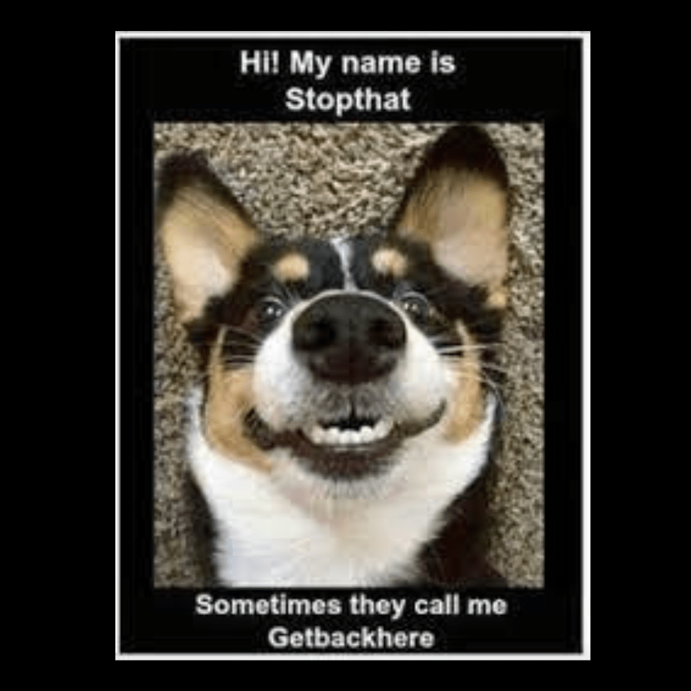 Funniest Dog Memes - The Inappropriate Gift Co